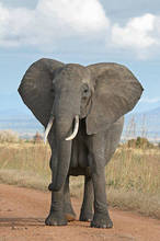 Con la memoria degli elefanti ci ricorderemmo quanto sono importanti per tutto l’ecosiste