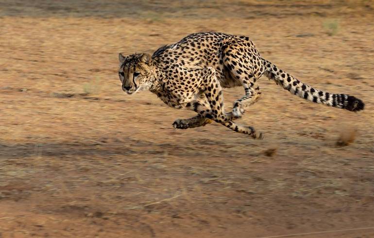 Splendido e velocissimo ghepardo che non riesce a scappare dal rischio-estinzione