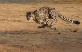 Splendido e velocissimo ghepardo che non riesce a scappare dal rischio-estinzione