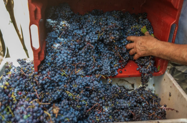 Come sempre “un’ottima annata” nonostante siccità e gran caldo Come sempre “un’ottima annata” nonostante siccità e gran caldo