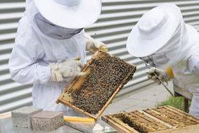 Finanziamenti: opportunità  per gli apicoltori veneti
