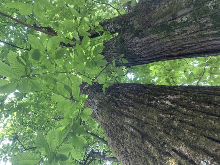 Prenota un albero: migliori l'ambiente e lo ricevi gratis