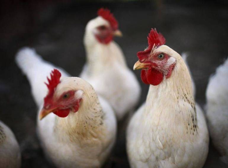 Caso di aviaria in allevamento a Nogara