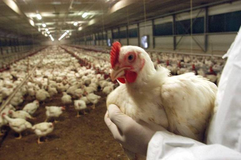 Influenza aviaria: restrizioni nell'Ovest veronese