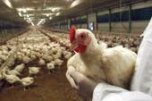 Influenza aviaria: restrizioni nell'Ovest veronese