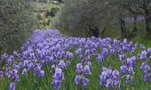 Le colline della Val Tramigna si coloreranno di blu iris
