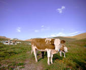 Panoramica della Lessinia con bovini in rimo piano