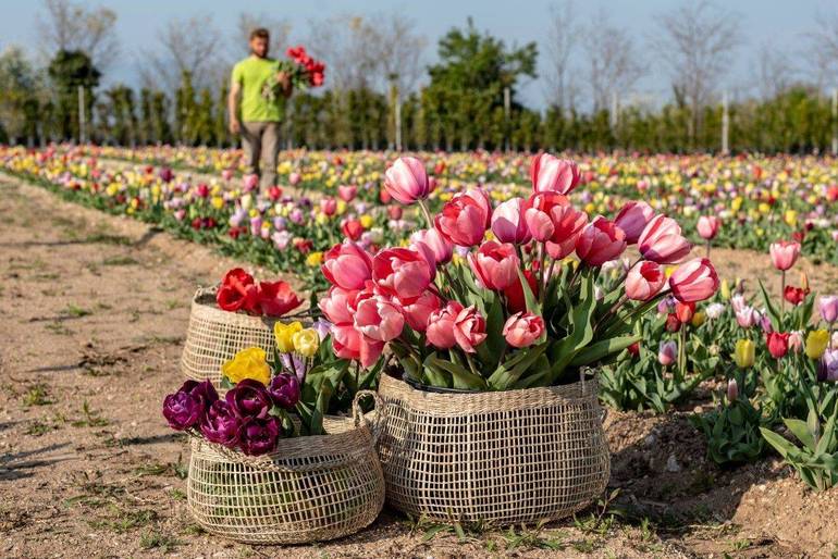 Un campo con oltre 100mila tulipani pronti ad accogliere gli amanti della natura