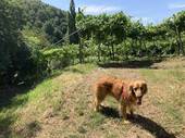 Sulle colline dell’Est dove un tempo c’era l’oceano