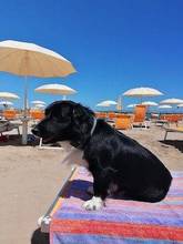 In vacanza (soprattutto al mare) con il cane: queste le regole e meglio informarsi prima
