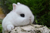 Quant’è bello il coniglio nano. Ecco come tenerlo in casa