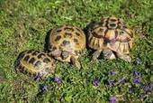 Si avvicina l’ora del letargo per le tartarughe da terra