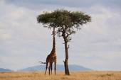 Anche la giraffa ha il suo momento e lo vede dal punto più alto