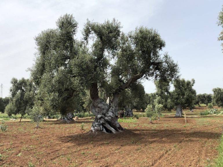 Pace, armonia e saggezza tra le foglie di una pianta che amiamo: l’olivo