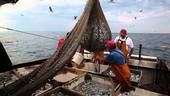 Pesce e pescatori a rischio estinzione se la sostenibilità non fa un tuffo in mare